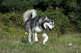 ALASKAN MALAMUTE 373